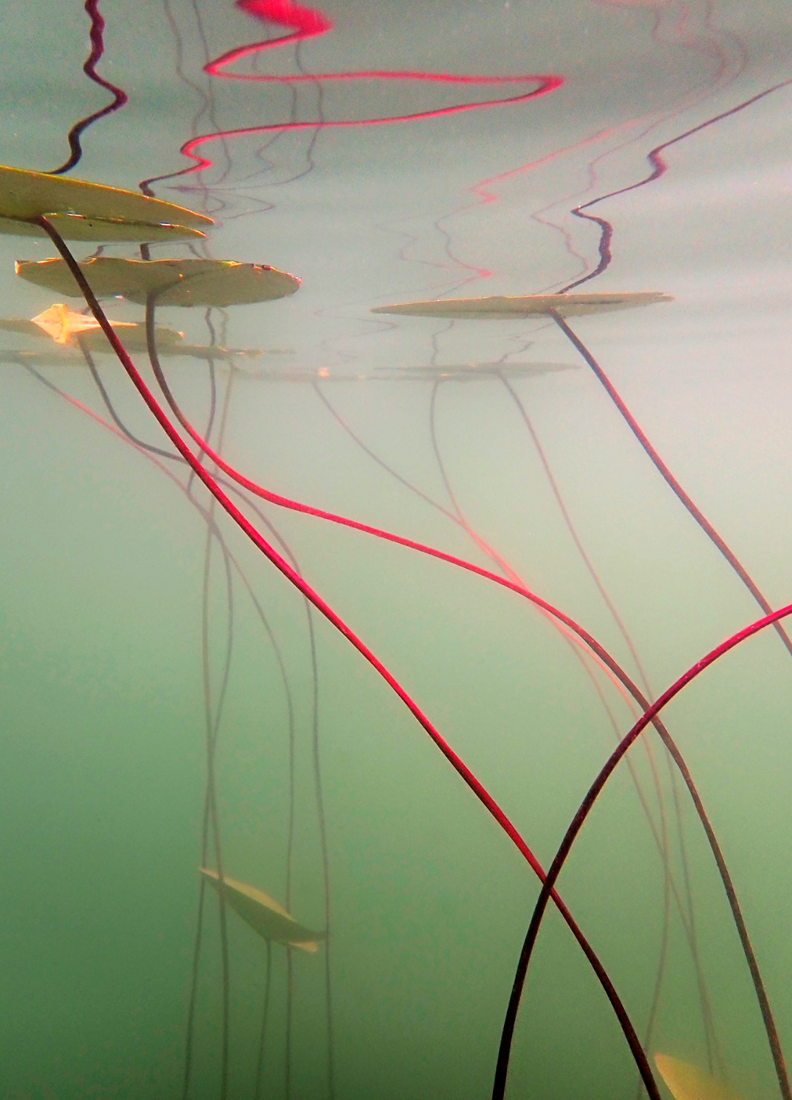 CHRISTINE JASCHEK "IN SLOW WATERS" - AUSSTELLUNG